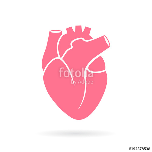 500x500 Heart Anatomy Vector Illustration Stock Image And Royalty Free