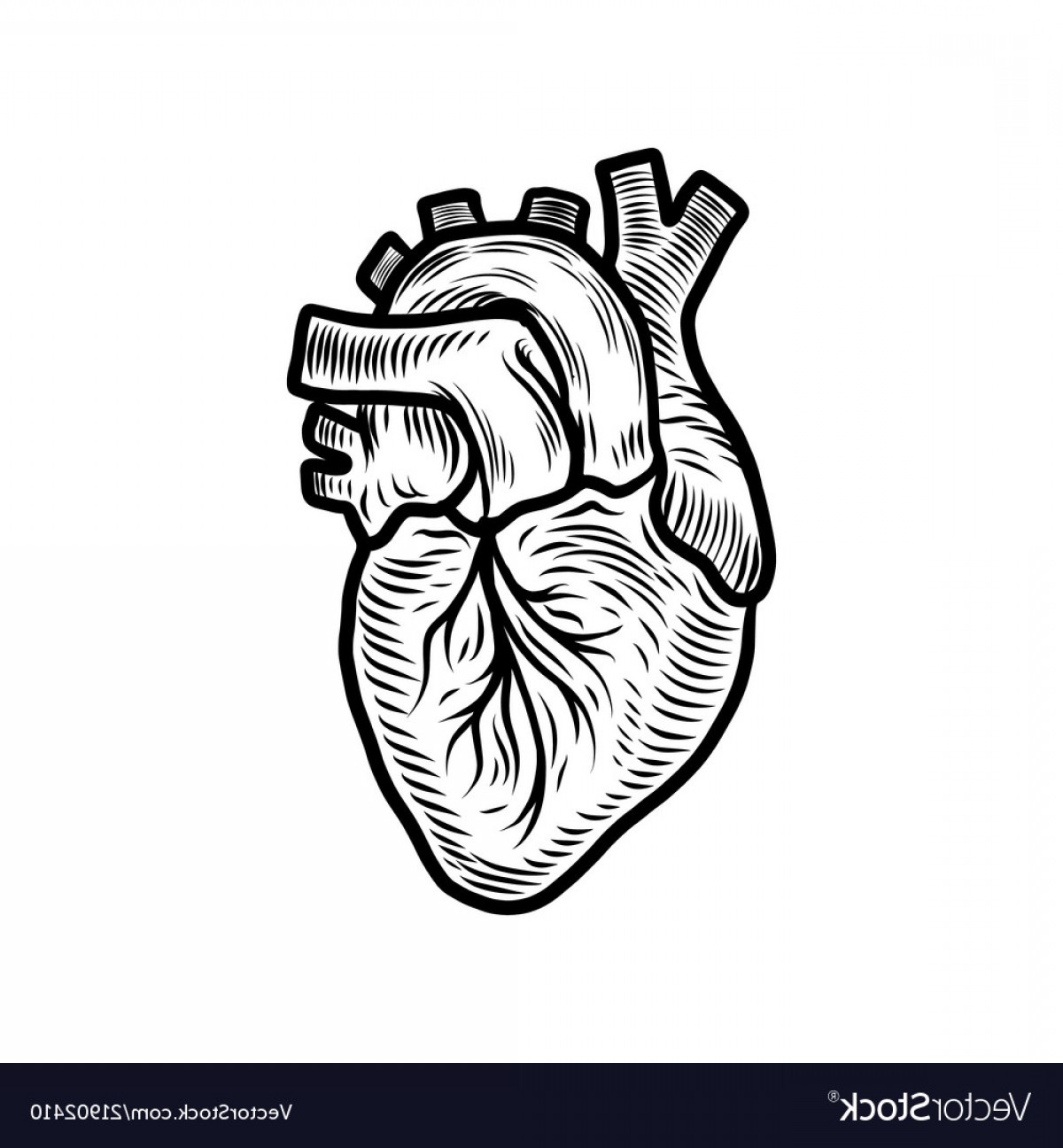 Heart Organ Vector at Vectorified.com | Collection of Heart Organ ...
