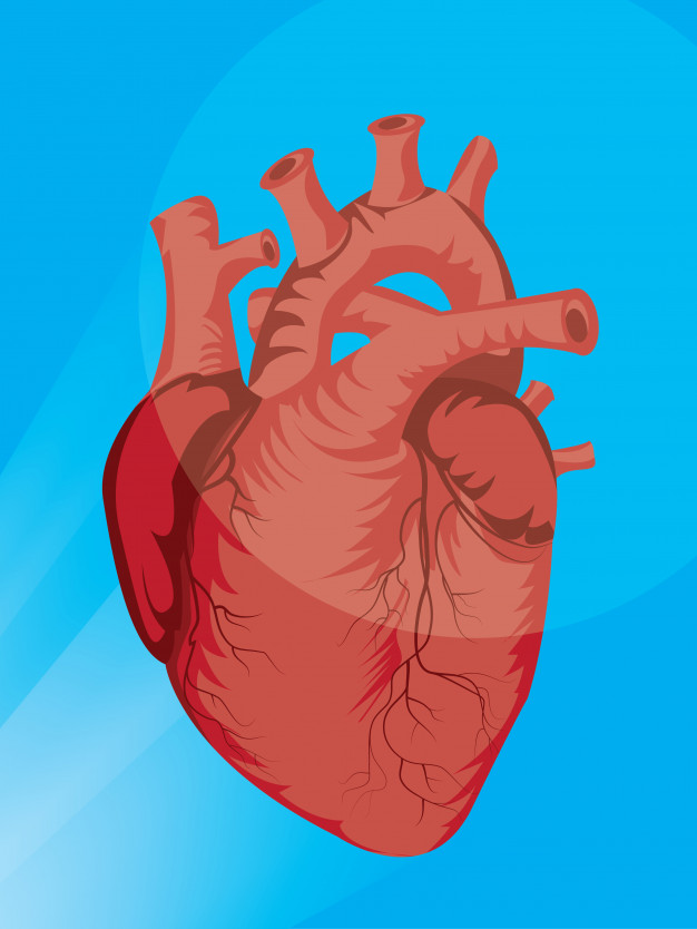 heart organ system drawing