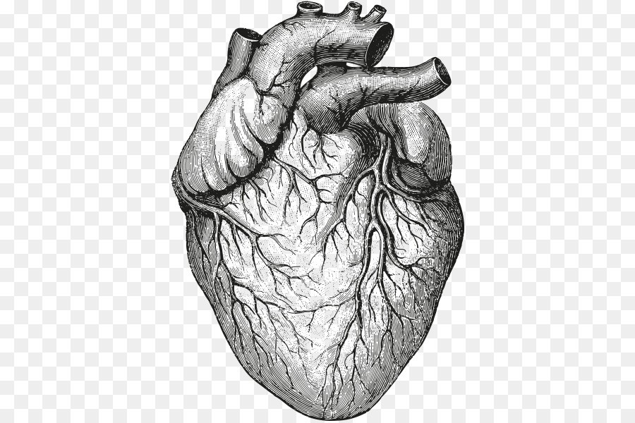 900x600 Huge Collection Of 'heart Organ Drawing' Download More Than