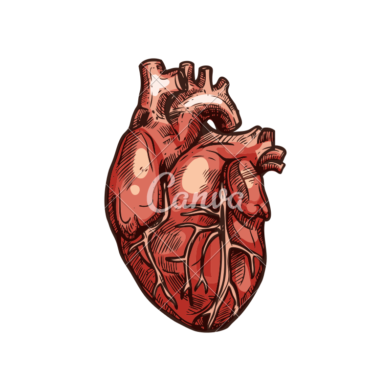 800x800 Human Heart Organ Vector Sketch Icon
