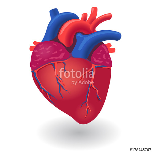500x500 Human Body Heart Organ Stock Image And Royalty Free Vector