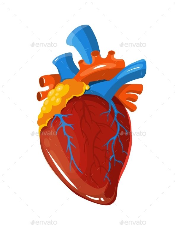 590x759 Human Heart Anatomy Vector Medical Illustration Realistic Vital