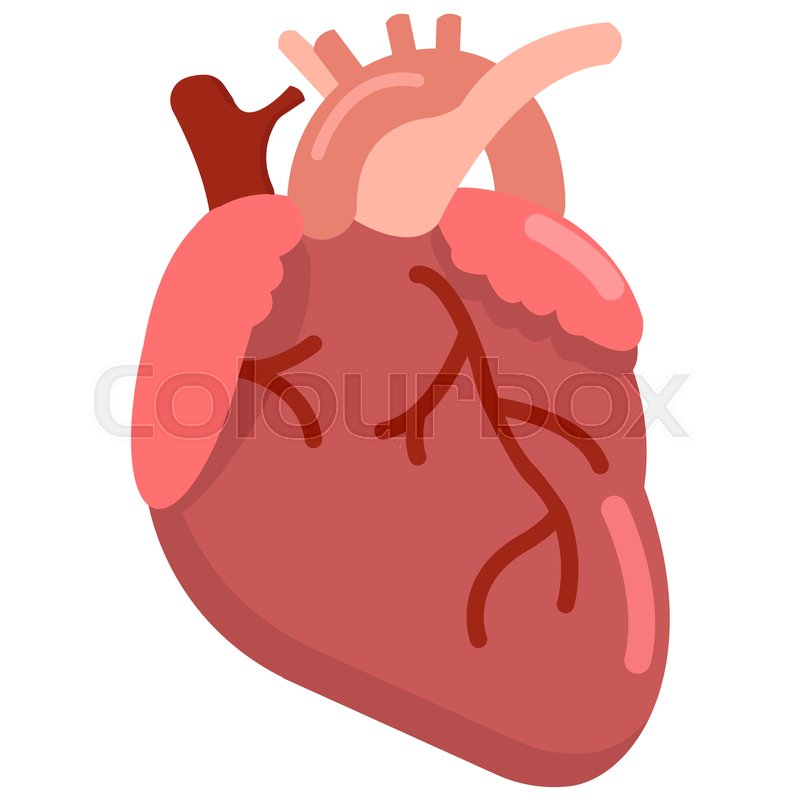800x800 Human Heart Organ Icon, Vector Stock Vector Colourbox