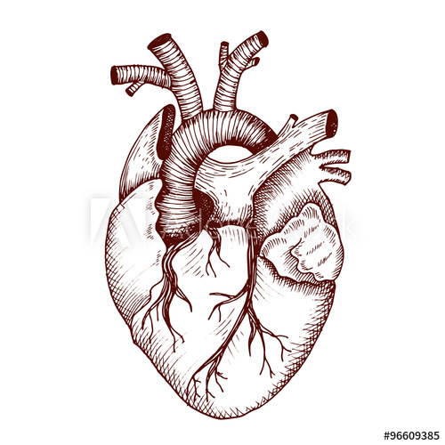 500x500 Anatomical Heart