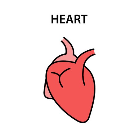 450x450 Human Internal Organ Heart Healthy Strong Organs Vector