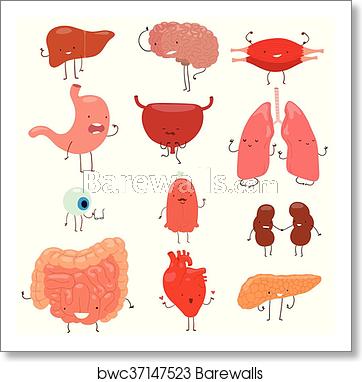 362x382 Human Organs Vector Set, Art Print Barewalls Posters Prints