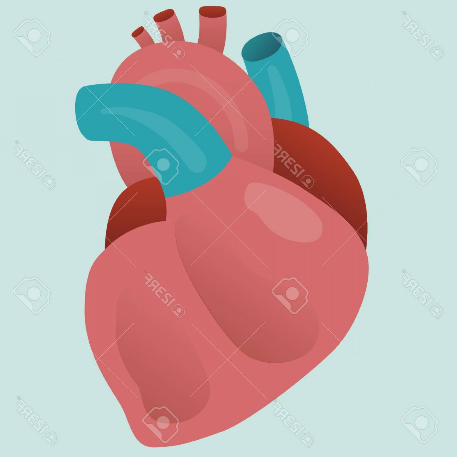 1560x1560 Photostock Vector Real Human Isolated Organ Heart Vector For Your