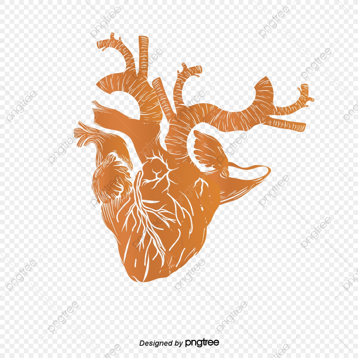 Heart Organ Vector at Vectorified.com | Collection of Heart Organ ...