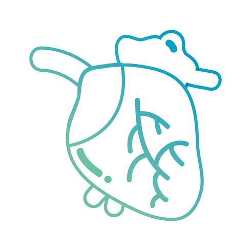 490x490 Line Anatomy Human Heart Organ