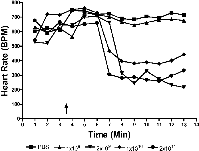 Effects On Heart Rate Of Various Rad Vector Doses 697x527 Effects On Heart Rate Of Various Rad Vector Doses