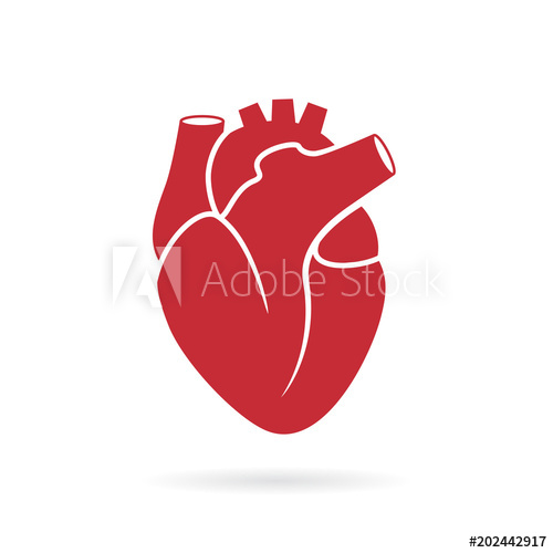 500x500 Realistic Human Heart Vector Drawing