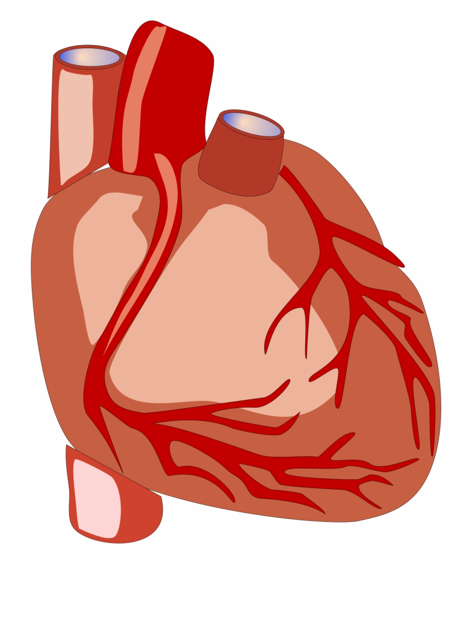 920x1212 Human Heart Vector Image
