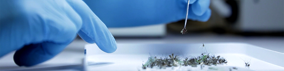 920x230 Dog Heartworm Disease Education, Public Health, Mosquito Management