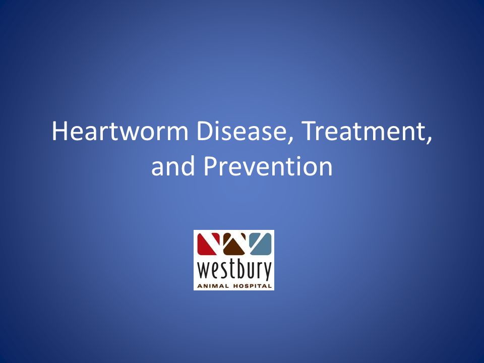 960x720 Heartworm Disease, Treatment, And Prevention Disease Canine