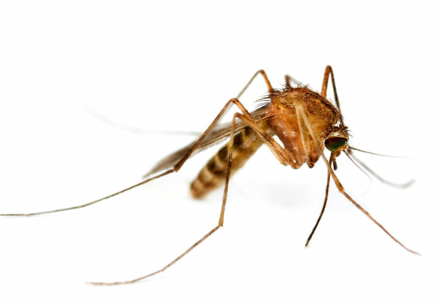 880x596 Heartworm Disease In Dogs And Cats