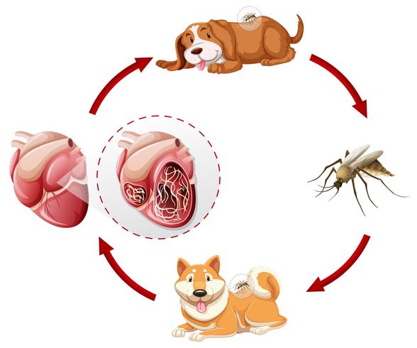 588x490 Heartworm Life Cycle Chart