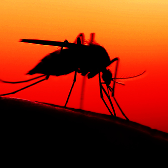 334x334 Is There A New Heartworm Vector In Town