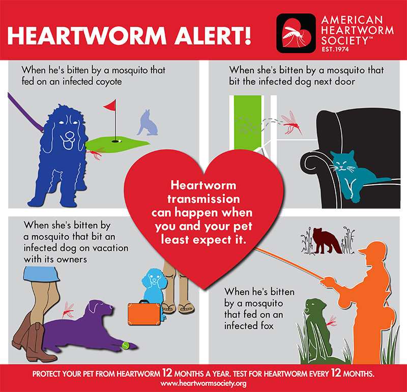 800x770 Mosquitoes Transmit Heartworm Disease! Animal Medical Center