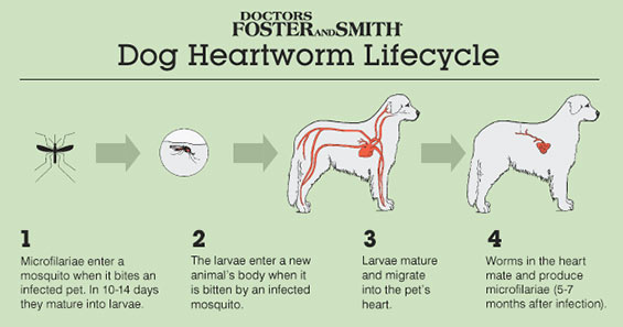 565x297 What You Need To Know About Heartworm Disease Love Pets Blog