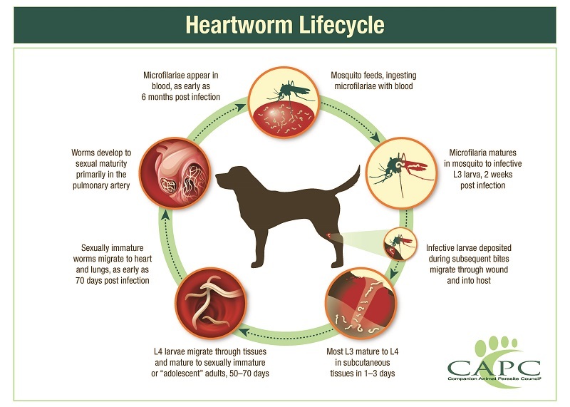 800x571 Companion Animal Parasite Council Heartworm