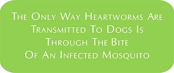 350x148 Dog Heartworm Disease Education, Public Health, Mosquito Management