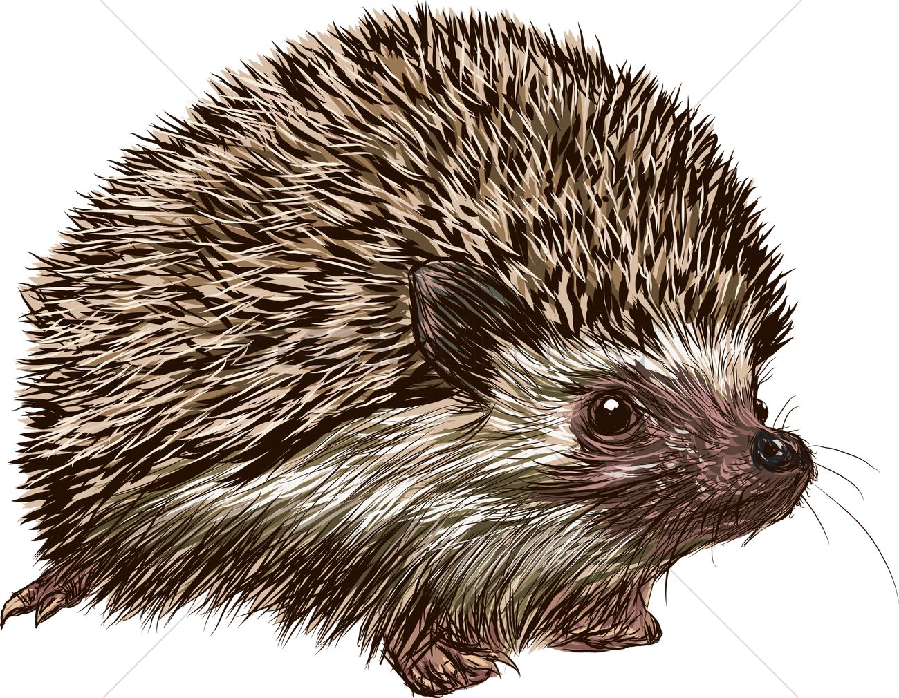 Hedgehog Vector Image 1300x1010 Hedgehog Vector Image