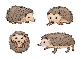 Hedgehog Vector Photos, Royalty Free Images, Graphics, Vectors 329x240 Hedgehog Vector Photos, Royalty Free Images, Graphics, Vectors