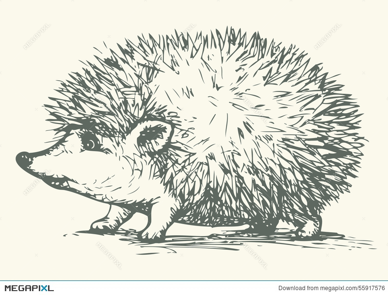 Hedgehog Vector Drawing Illustration 800x607 Hedgehog Vector Drawing Illustration
