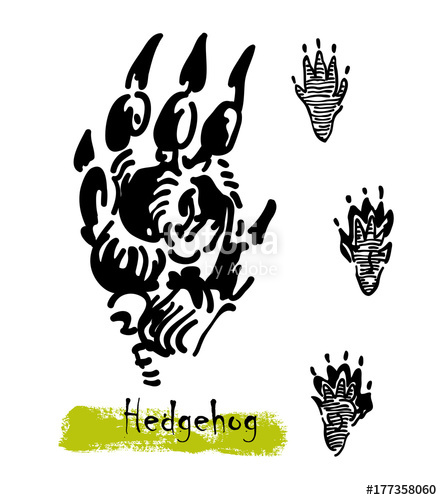 Silhouettes Of Traces Of Wild Animals Traces Of A Hedgehog 442x500 Silhouettes Of Traces Of Wild Animals Traces Of A Hedgehog