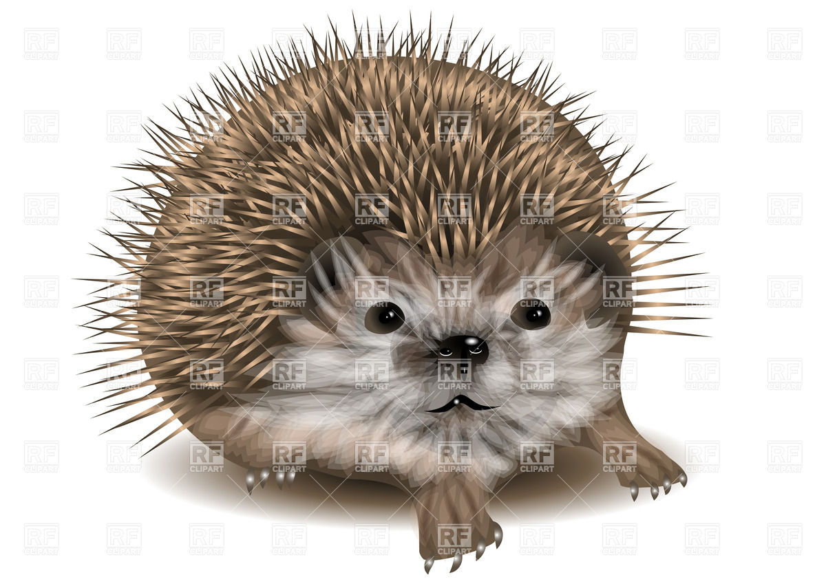 Cute Hedgehog Vector Image Of Plants And Animals Arkela 1200x849 Cute Hedgehog Vector Image Of Plants And Animals Arkela