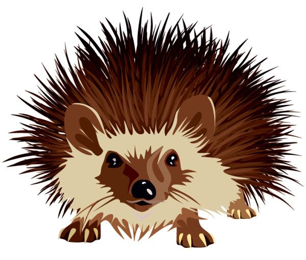 Free Hedgehog Vector Cartoon Animals Free Vectors Animals 600x511 Free Hedgehog Vector Cartoon Animals Free Vectors Animals