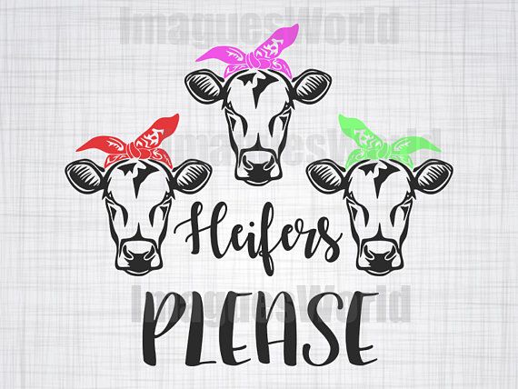 Heifers Please Cow Cow Clipart, Cow 570x428 Heifers Please Cow Cow Clipart, Cow