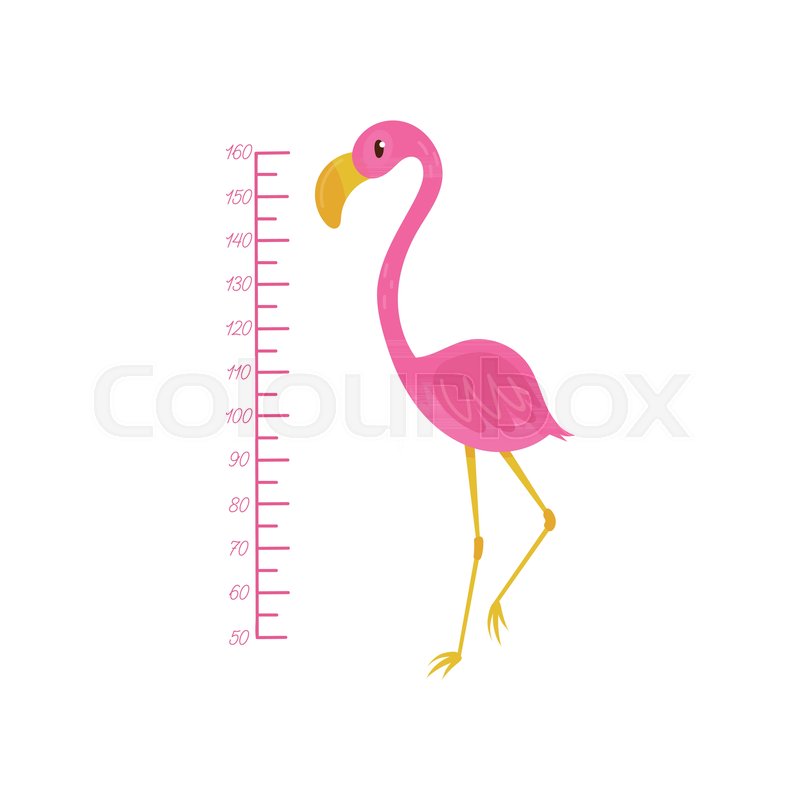 Kids Height Chart And Flamingo Stock Vector Colourbox 800x800 Kids Height Chart And Flamingo Stock Vector Colourbox