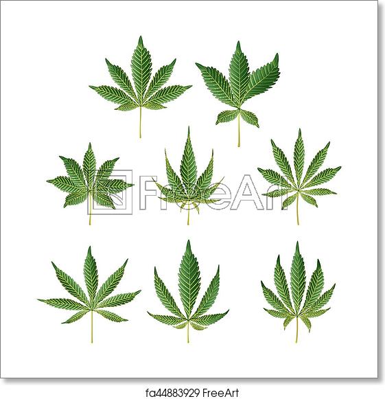 561x581 Free Art Print Of Marijuana Green Leaf Vector Medicinal Herbs