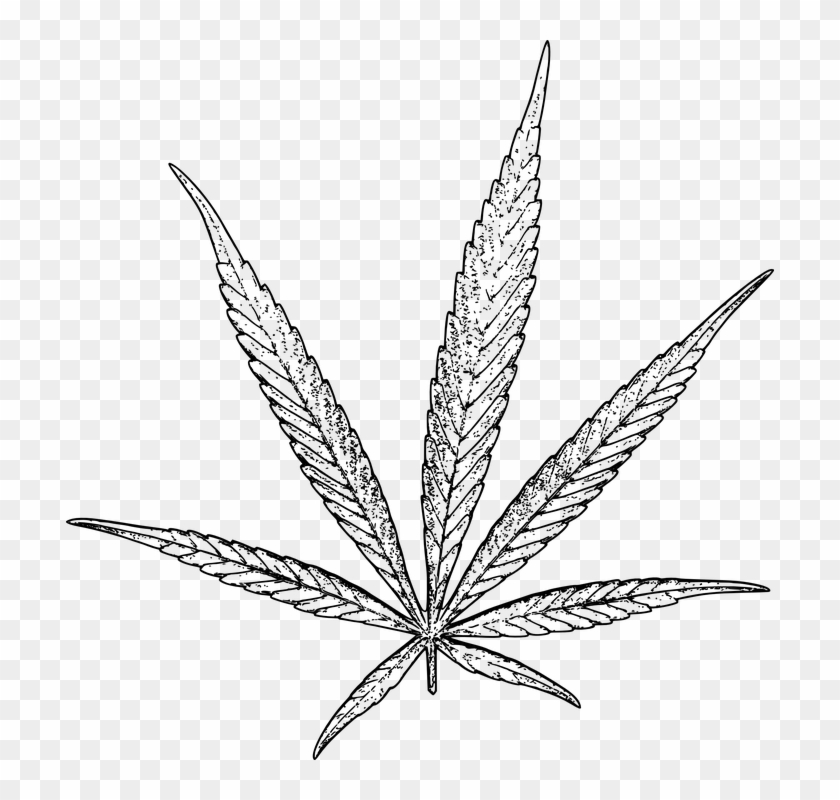 840x800 Marijuana Leaf Vector