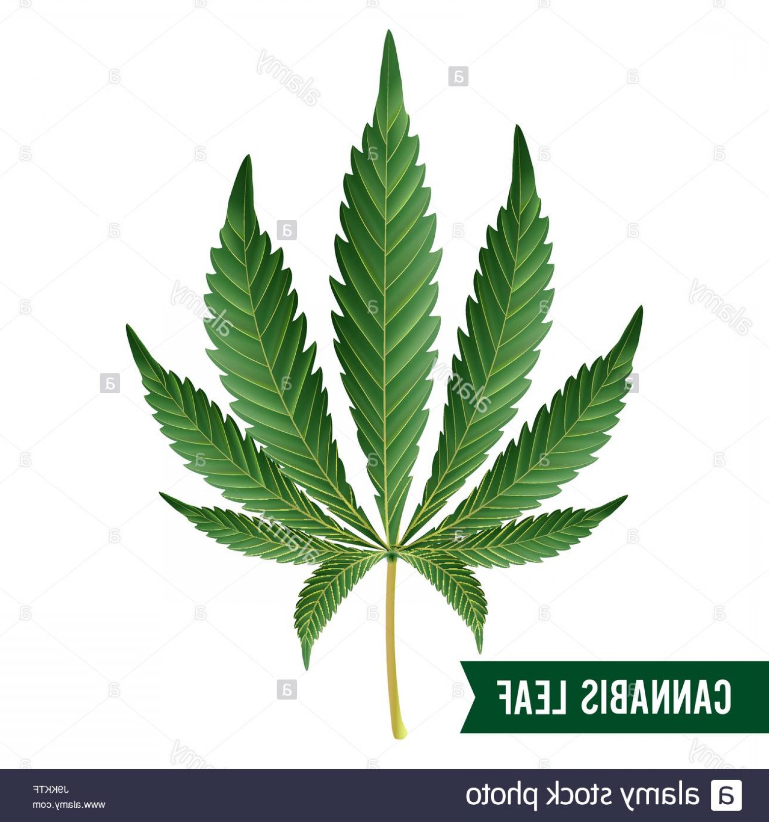 1560x1668 Stock Photo Marijuana Leaf Vector Green Hemp Cannabis Sativa
