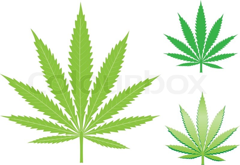 800x550 Green Hemp, Cannabis Leaf Isolated On Stock Vector Colourbox
