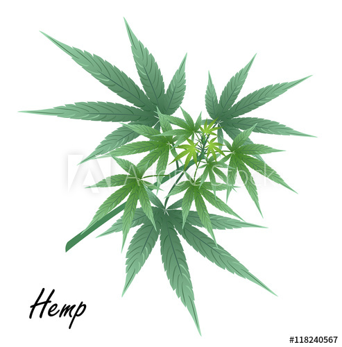 493x500 Hemp