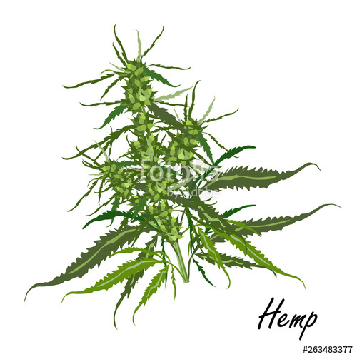 500x500 Hemp