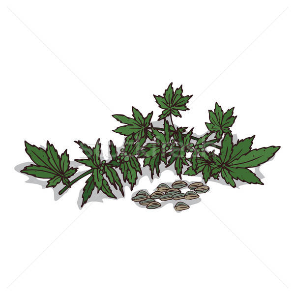 600x600 Isolated Clipart Hemp Vector Illustration Alexanderandariadna