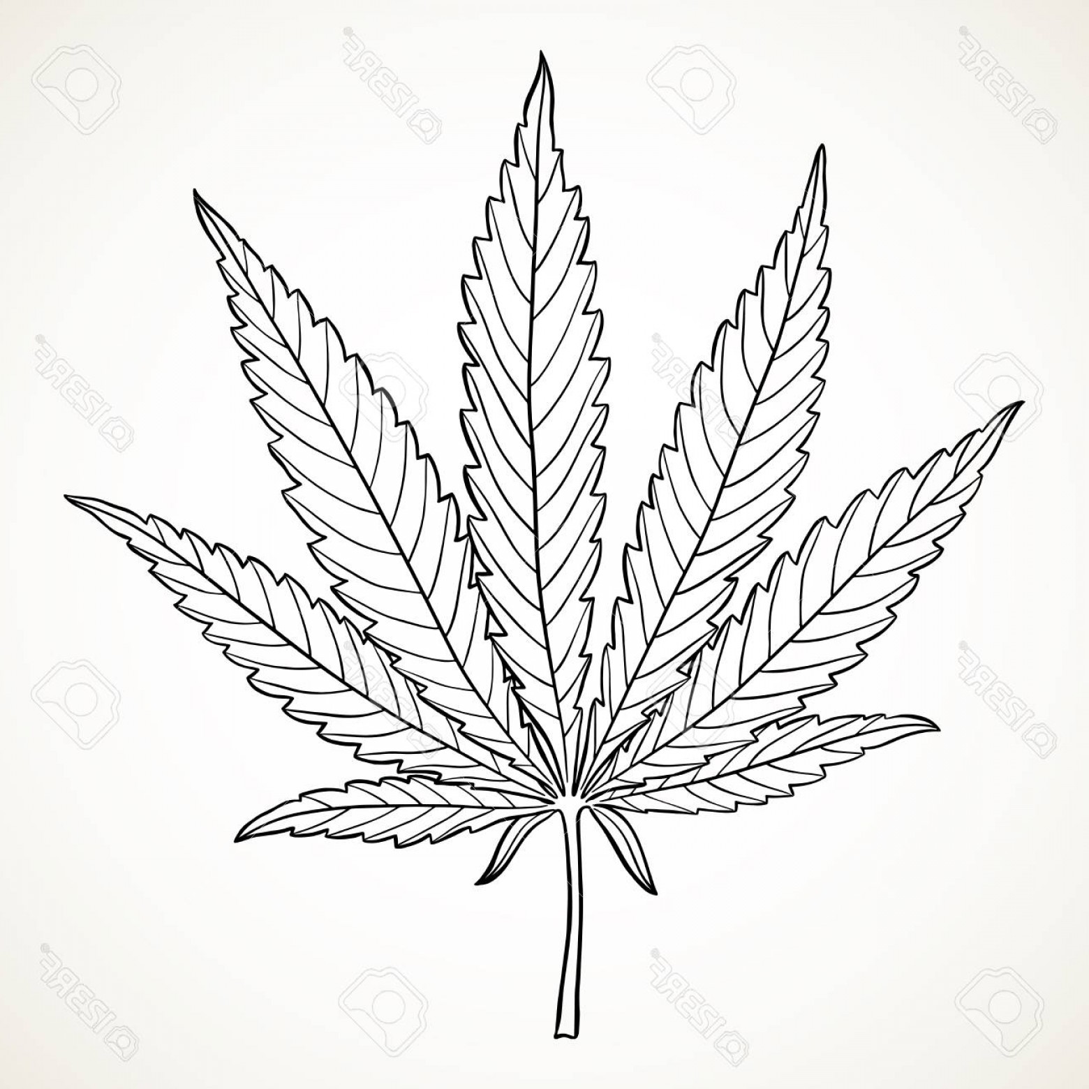 1560x1560 Photostock Vector Marijuana Leaf Hand Drawn Narcotic Cannabis