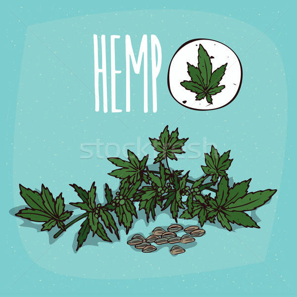 600x600 Set Of Isolated Plant Hemp Leaves Herb Vector Illustration