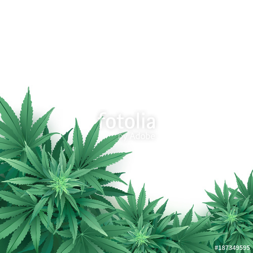 500x500 Cannabis Or Marijuana Background Realistic Vector Illustration