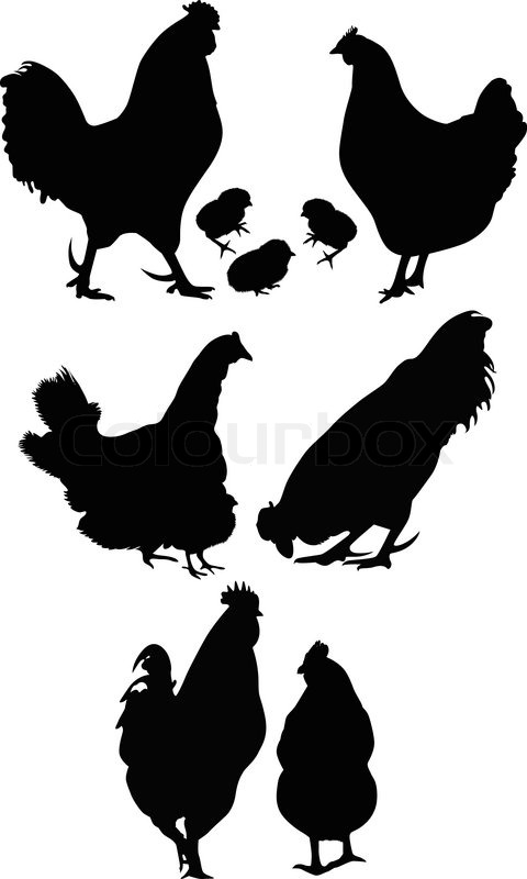 480x800 Cock A Hen A Chicken Of A Bird Stock Vector Colourbox