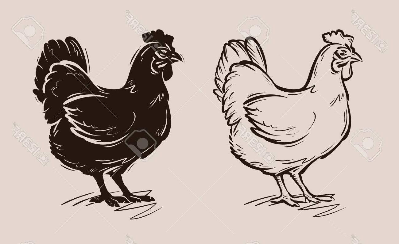 1300x796 Hd Hen Vector Art Images Vector Images Design