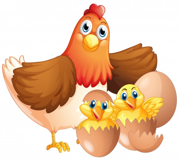 626x558 Hen Vectors, Photos And Free Download