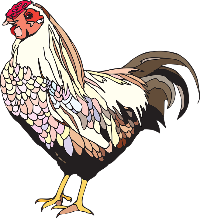 658x720 Bird, Chicken, Hen, Female, Feathers, Wings, Tail