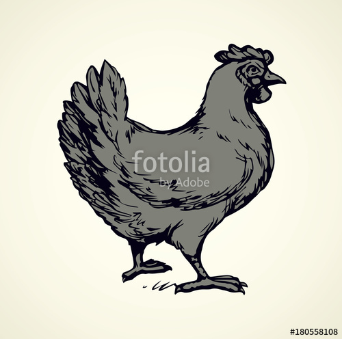 500x496 Hen Vector Drawing Stock Image And Royalty Free Vector