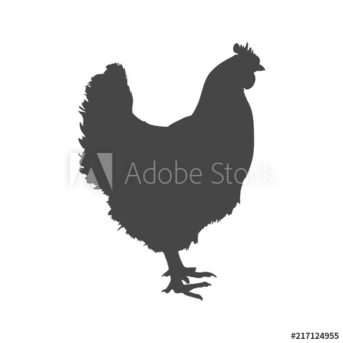 500x500 Chicken